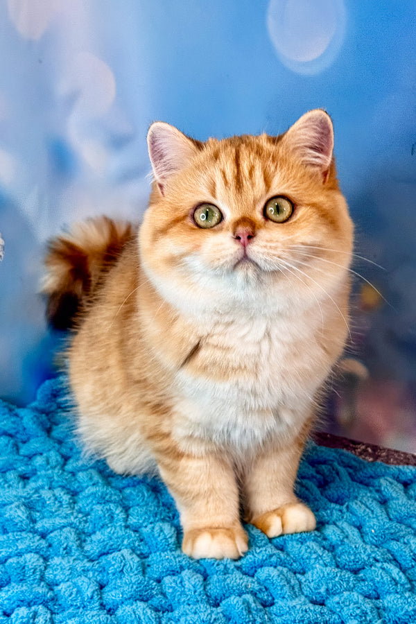 Sabrina | British Shorthair Kitten