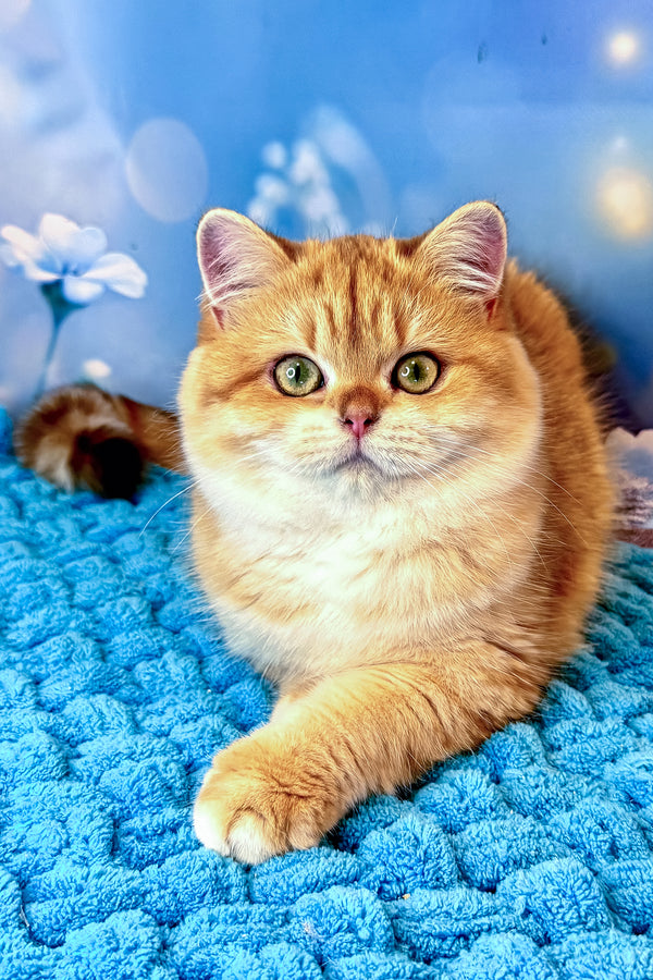 Sabrina | British Shorthair Kitten