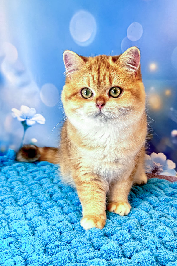 Sabrina | British Shorthair Kitten