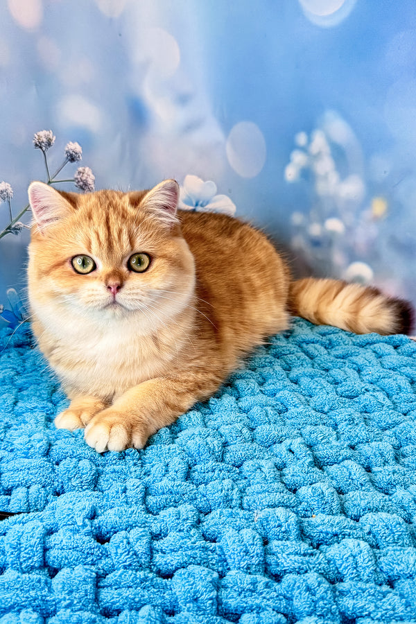 Sabrina | British Shorthair Kitten