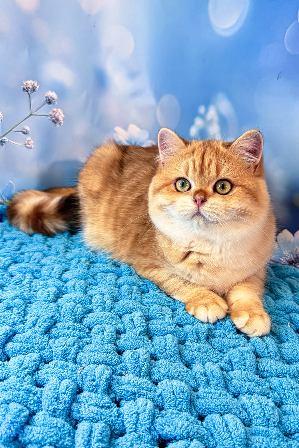 Sabrina | British Shorthair Kitten