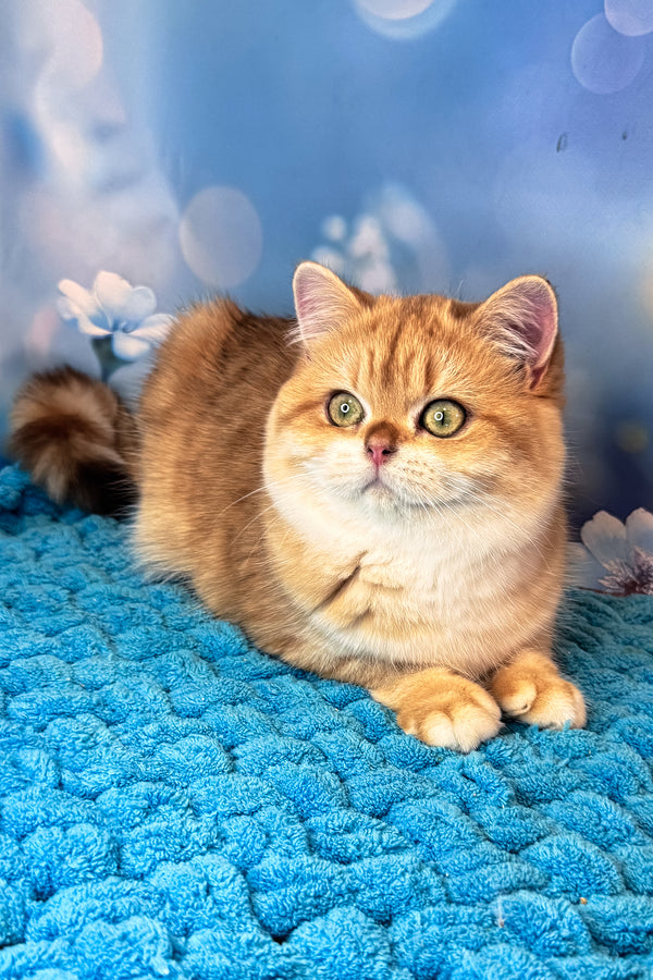 Sabrina | British Shorthair Kitten