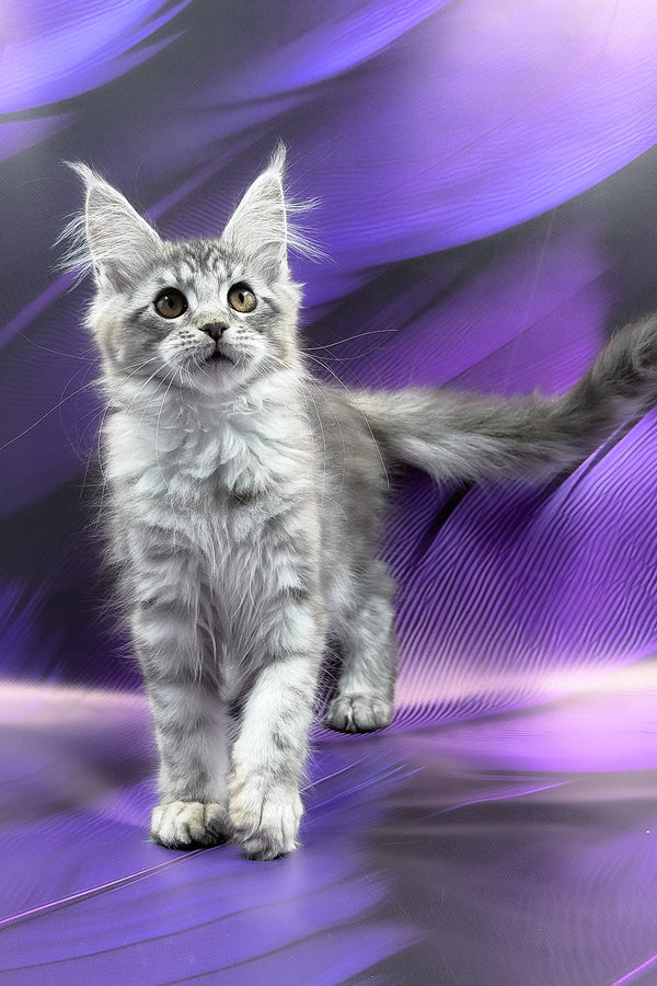Safir | Maine Coon Kitten