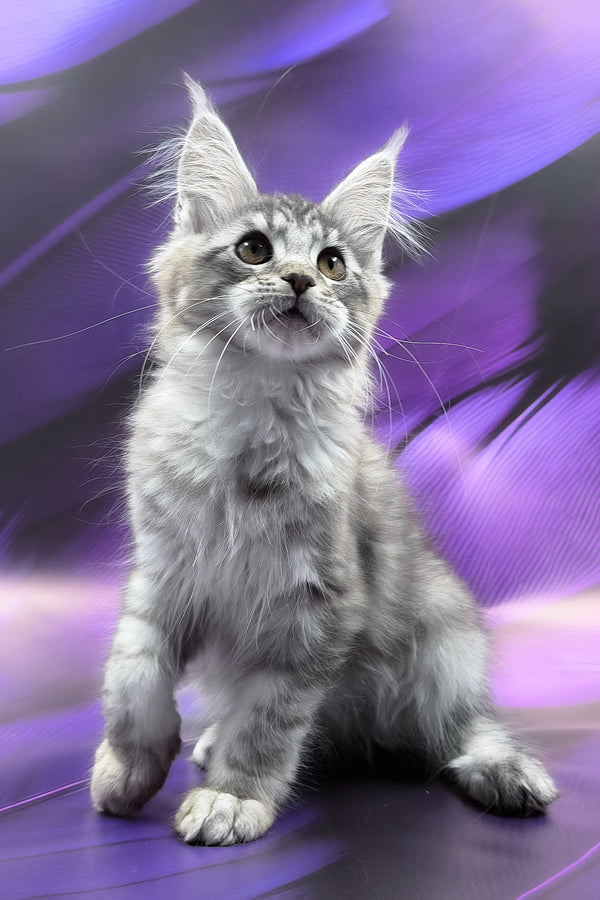 Safir | Maine Coon Kitten