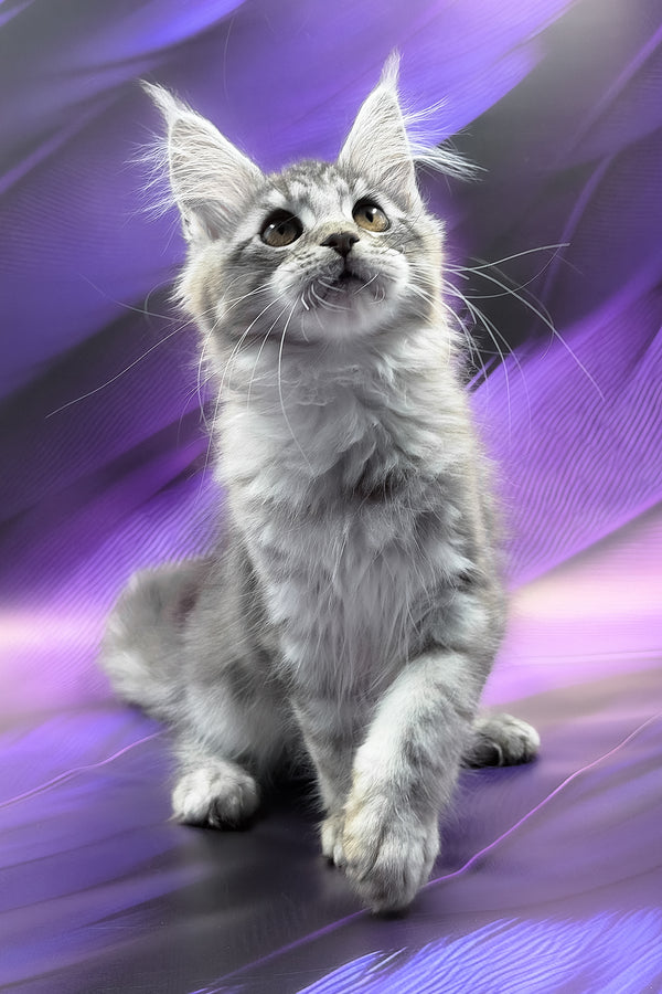 Safir | Maine Coon Kitten
