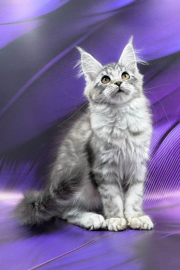 Safir | Maine Coon Kitten