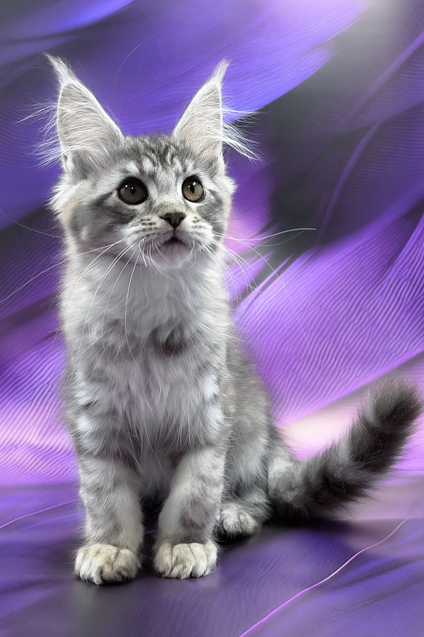 Safir | Maine Coon Kitten