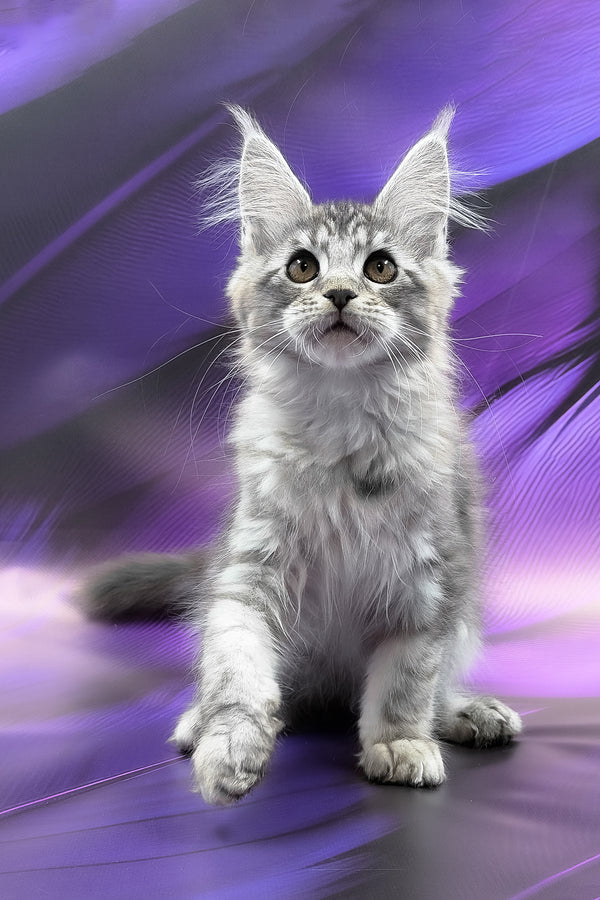 Safir | Maine Coon Kitten