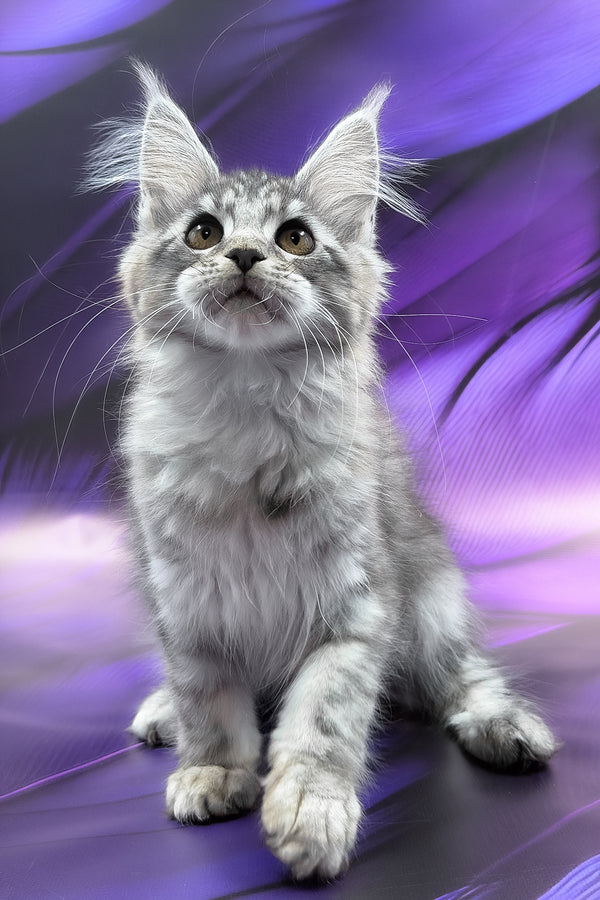 Safir | Maine Coon Kitten
