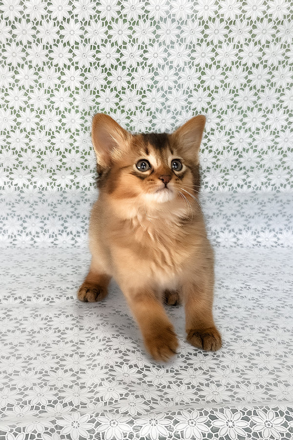 Saigon | Somali Kitten