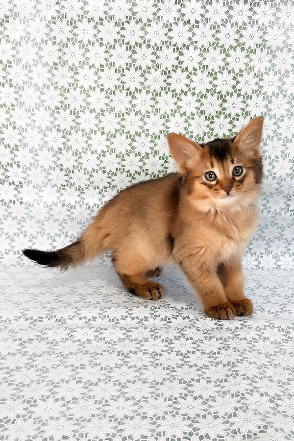 Saigon | Somali Kitten