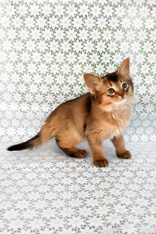 Saigon | Somali Kitten