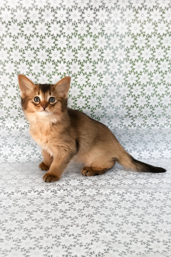 Saigon | Somali Kitten