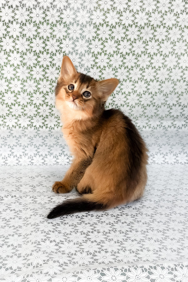 Saigon | Somali Kitten