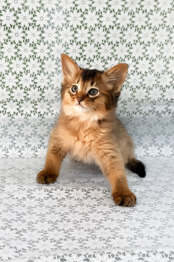 Saigon | Somali Kitten