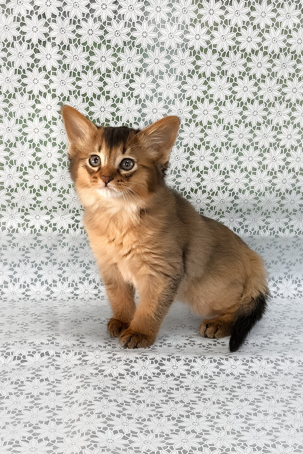 Saigon | Somali Kitten