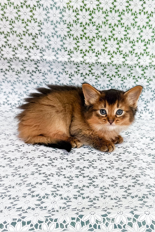 Saigon | Somali Kitten