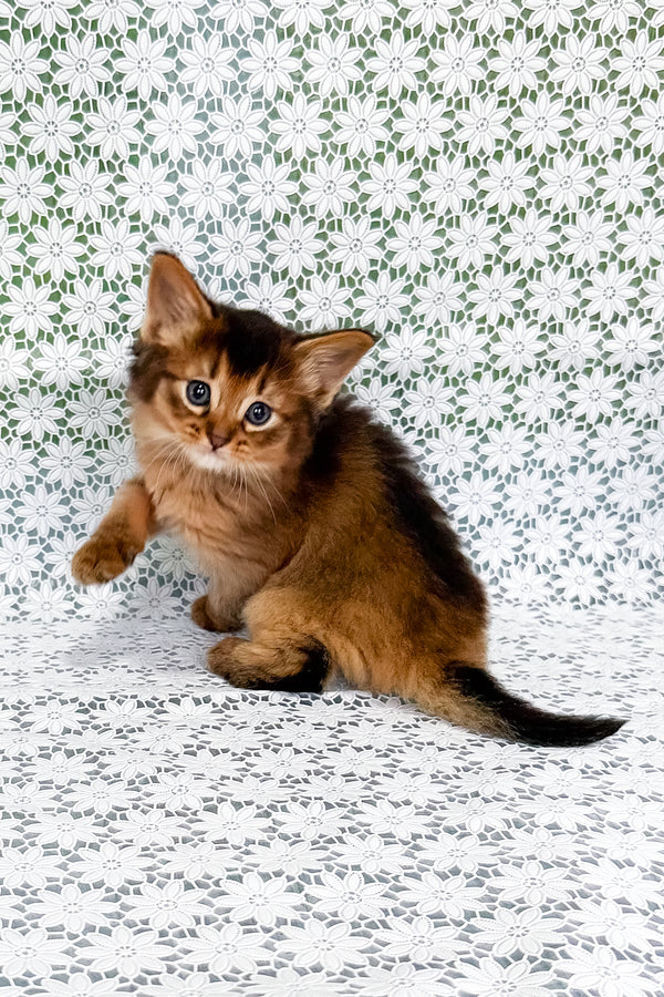 Saigon | Somali Kitten