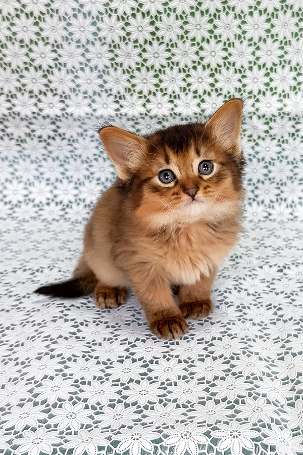 Saigon | Somali Kitten