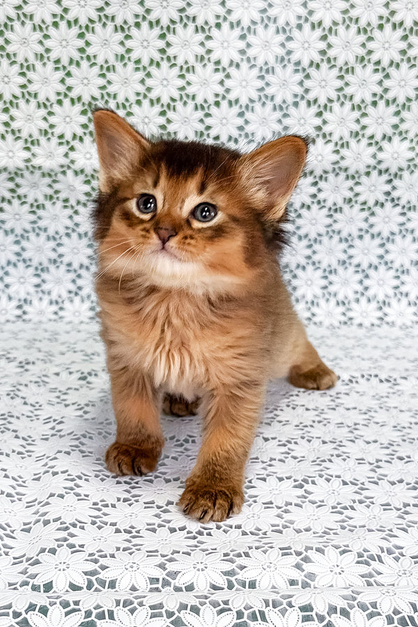 Saigon | Somali Kitten