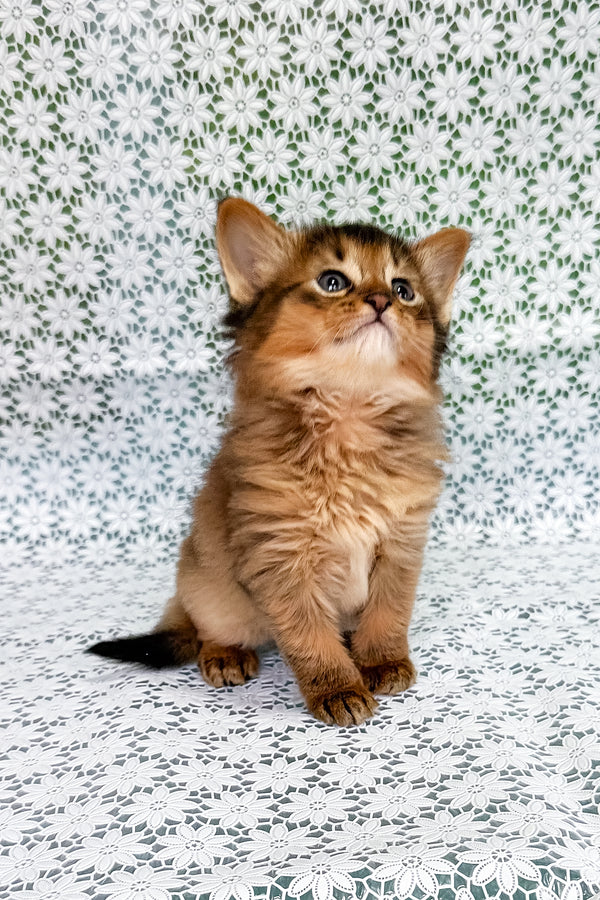 Saigon | Somali Kitten