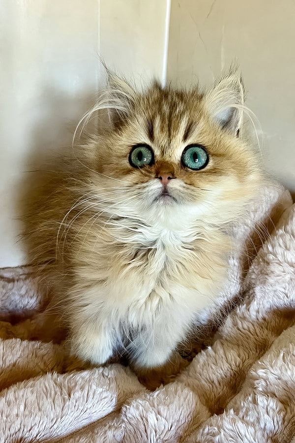 Sakura | British Longhair Kitten