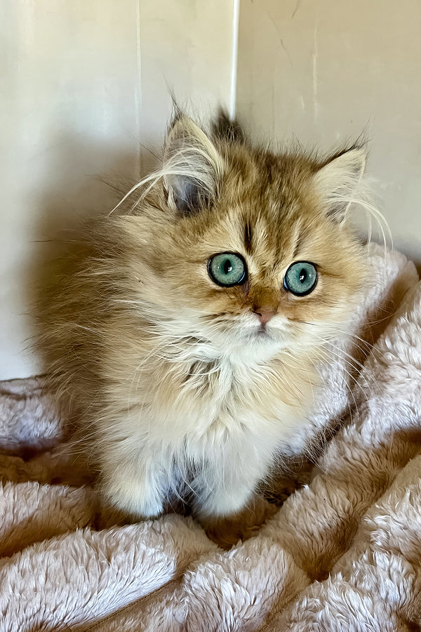 Sakura | British Longhair Kitten