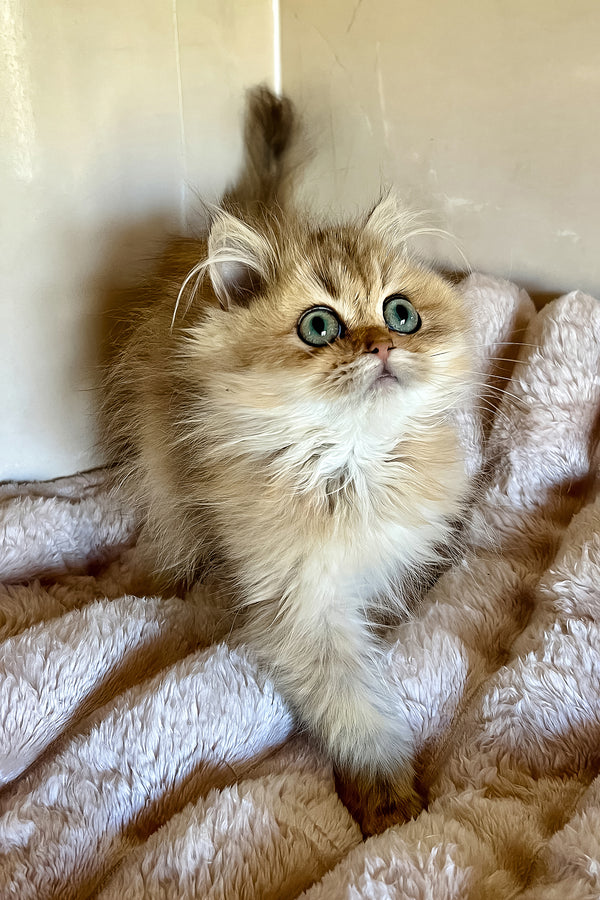 Sakura | British Longhair Kitten