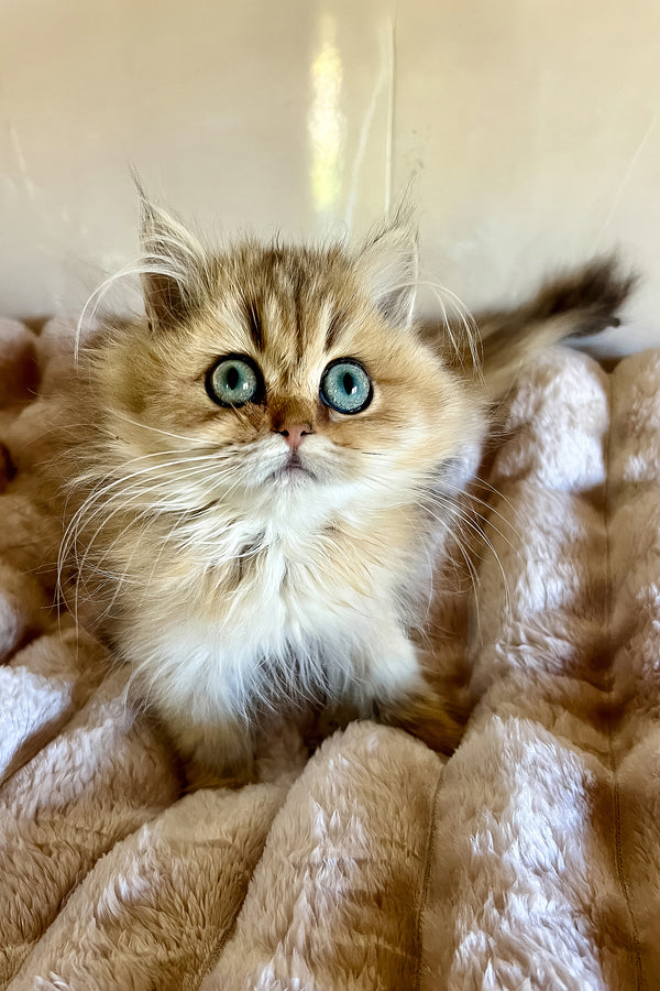 Sakura | British Longhair Kitten