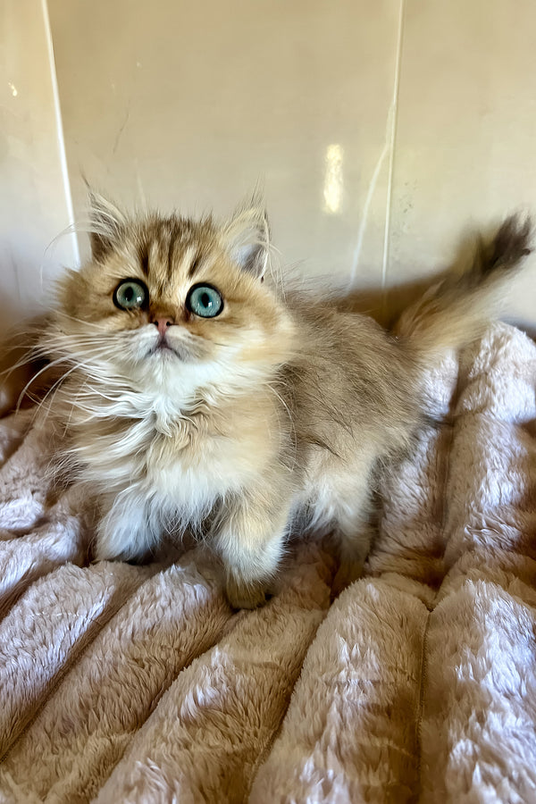 Sakura | British Longhair Kitten