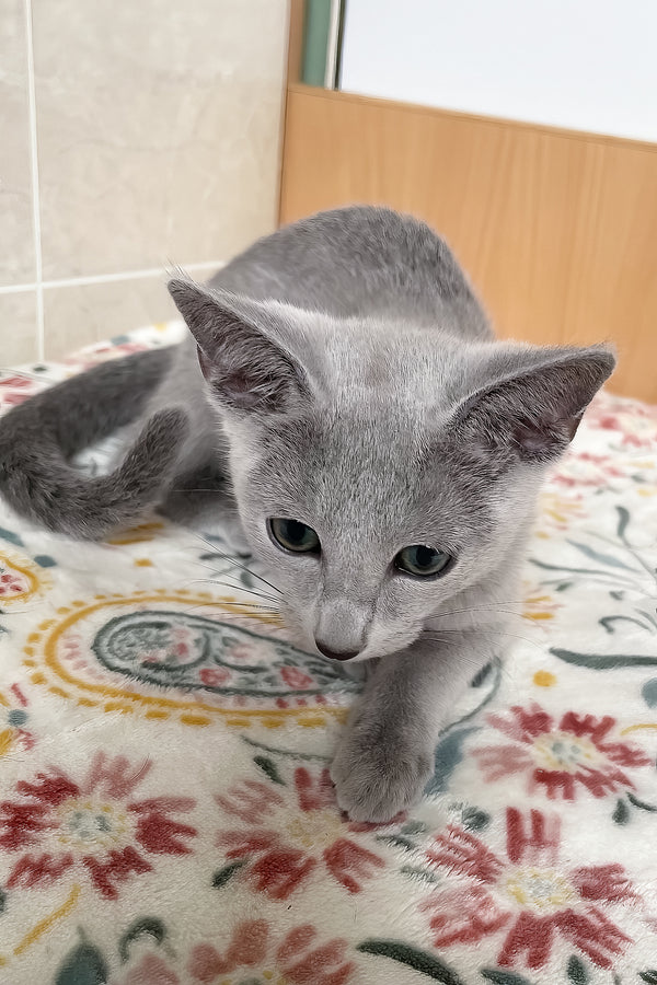 Salut | Russian Blue Kitten