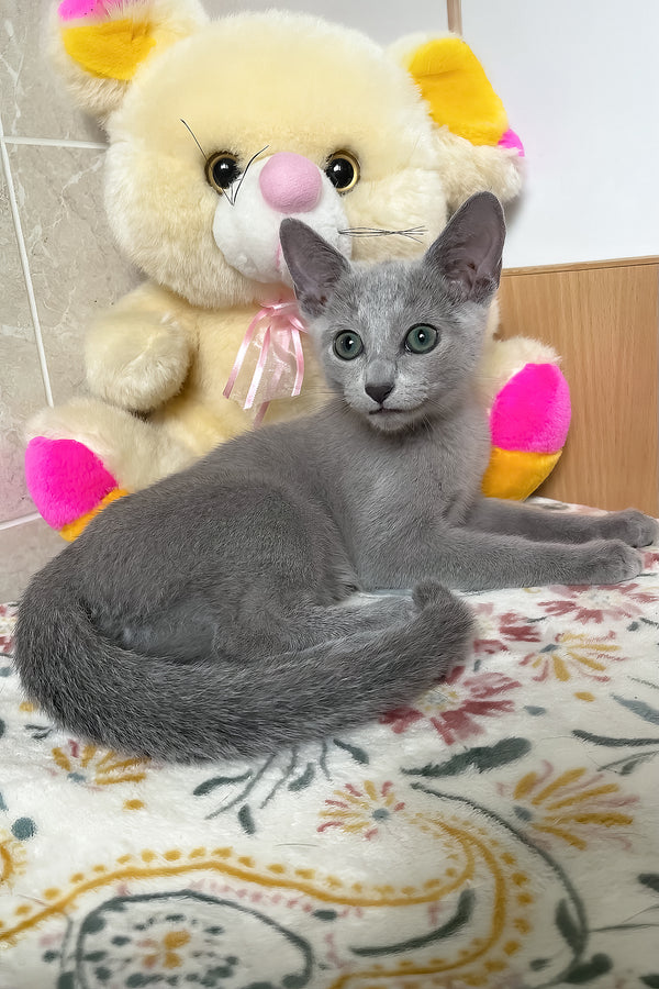 Salut | Russian Blue Kitten