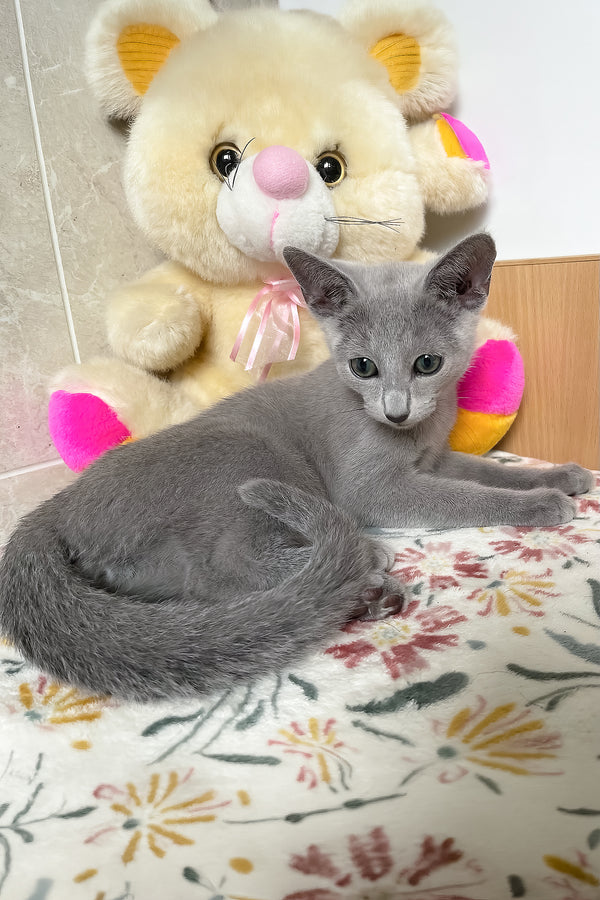 Salut | Russian Blue Kitten