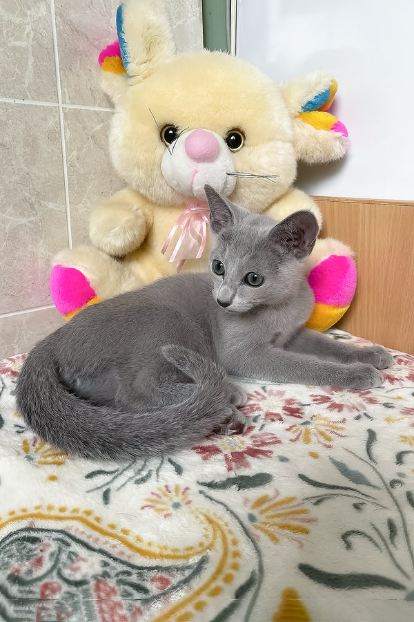 Salut | Russian Blue Kitten