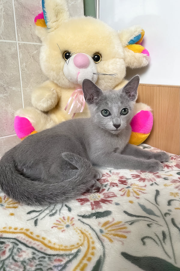 Salut | Russian Blue Kitten