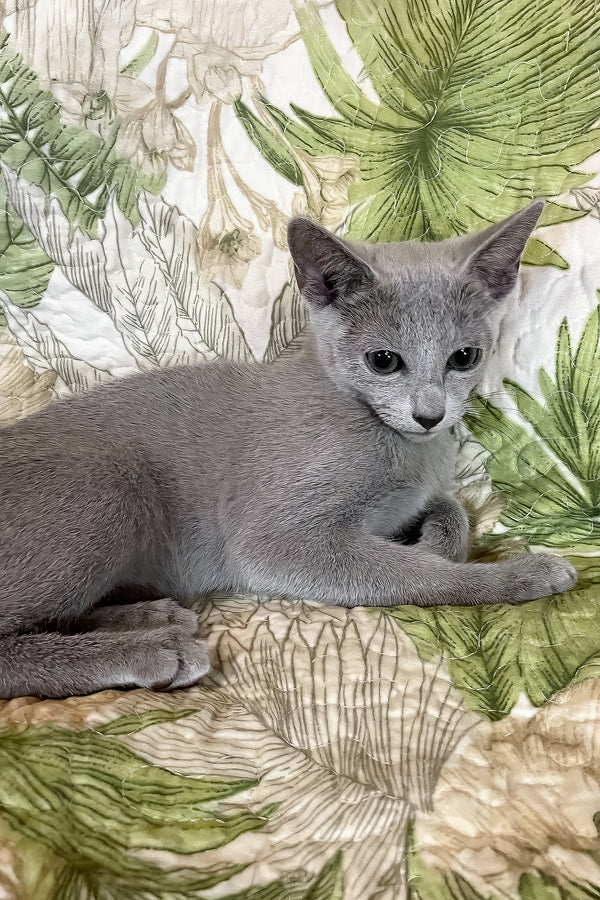 Salut | Russian Blue Kitten