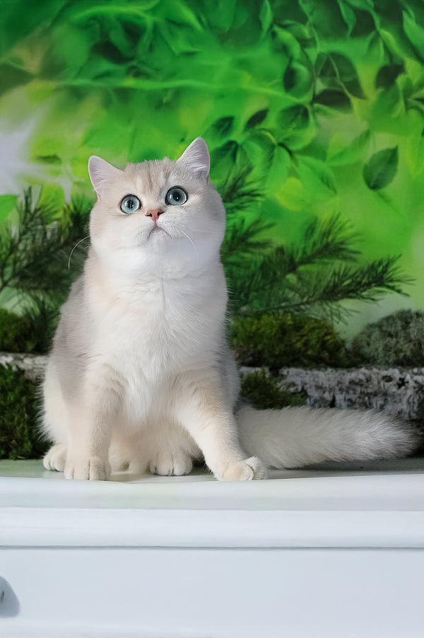 Samanta | British Shorthair Kitten