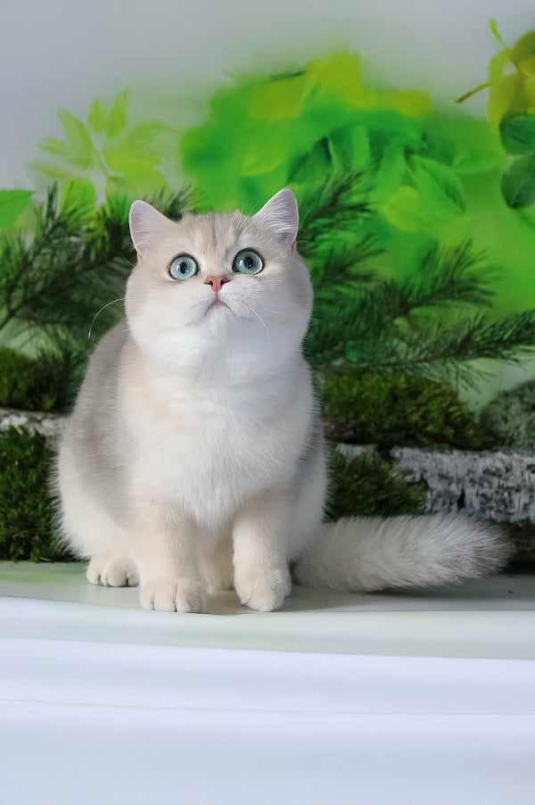 Samanta | British Shorthair Kitten