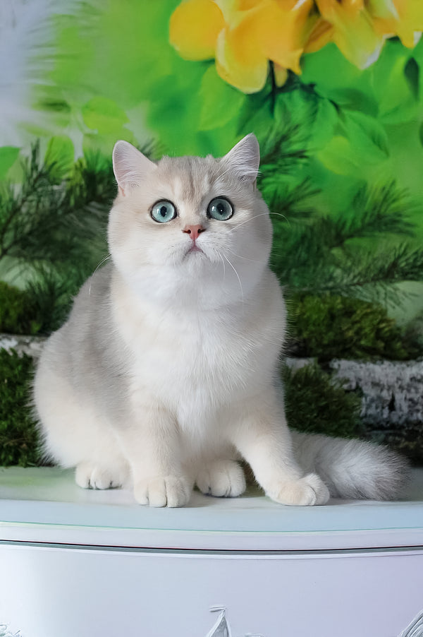 Samanta | British Shorthair Kitten