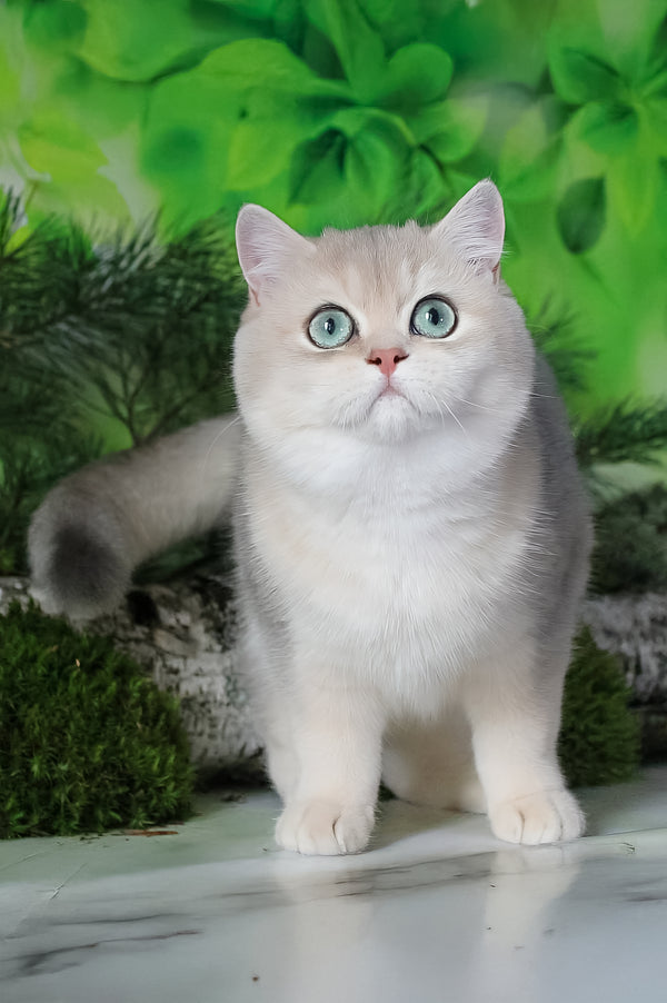 Samanta | British Shorthair Kitten