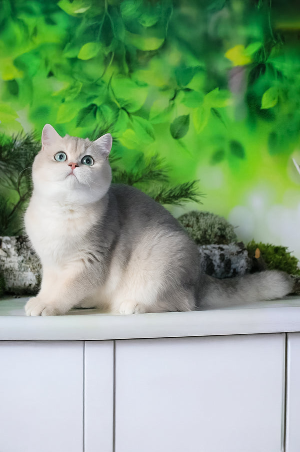 Samanta | British Shorthair Kitten