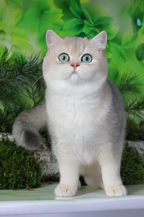 Samanta | British Shorthair Kitten