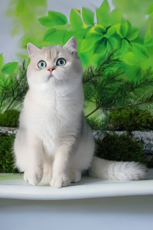 Samanta | British Shorthair Kitten
