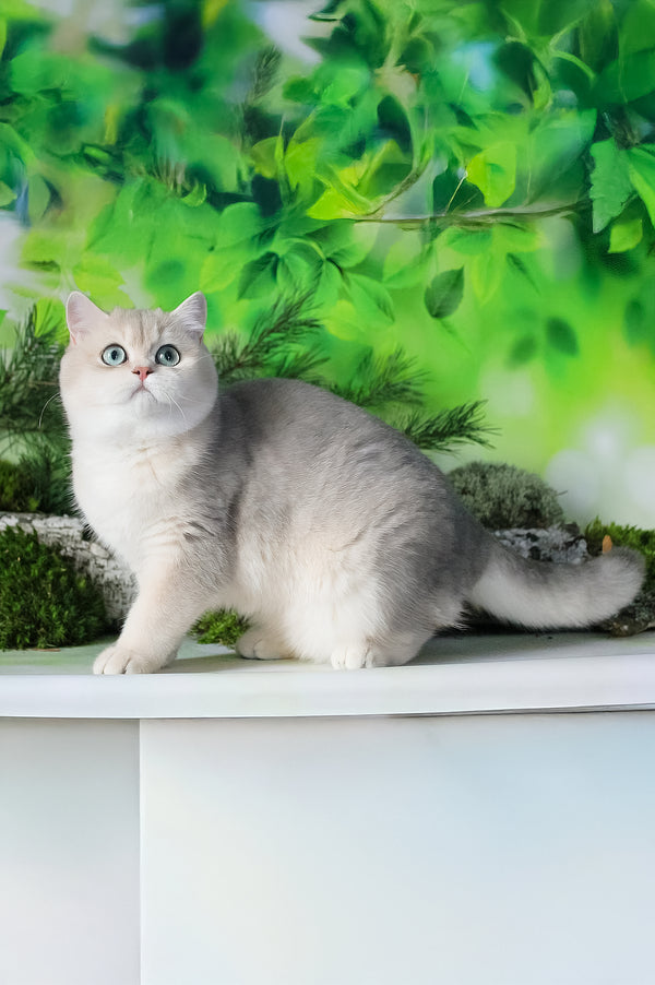 Samanta | British Shorthair Kitten
