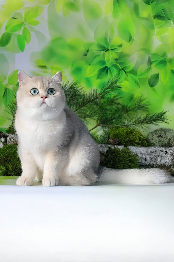 Samanta | British Shorthair Kitten