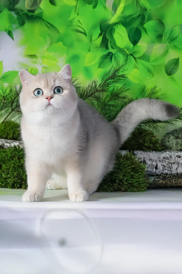 Samanta | British Shorthair Kitten