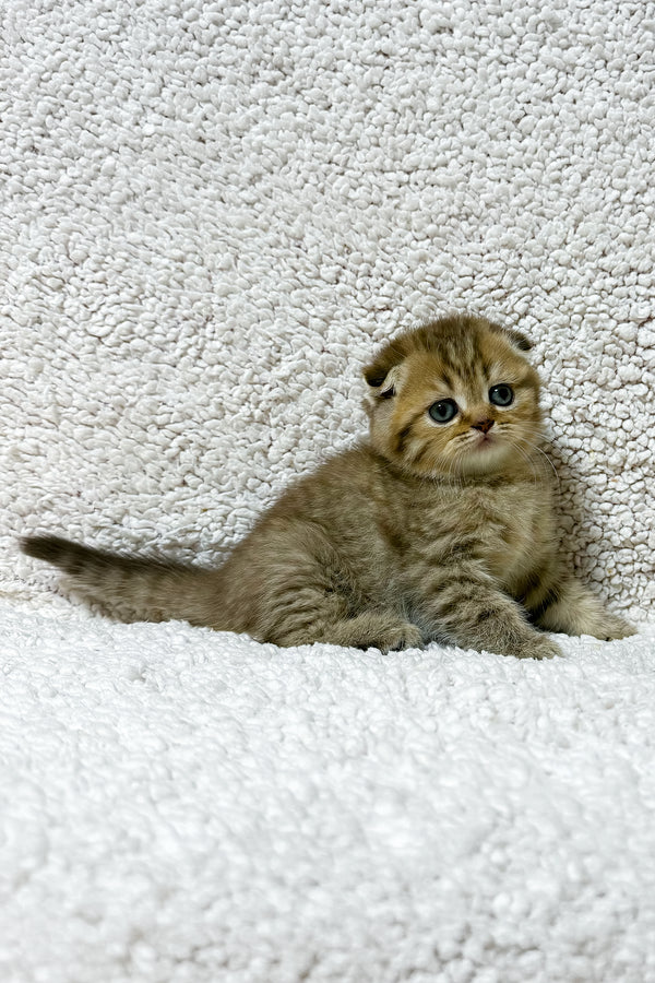 Samanta | Scottish Fold Kitten