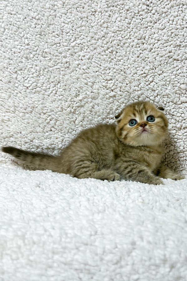Samanta | Scottish Fold Kitten