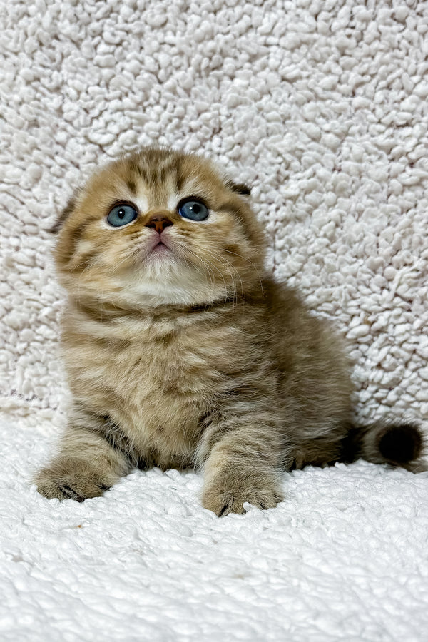 Samanta | Scottish Fold Kitten