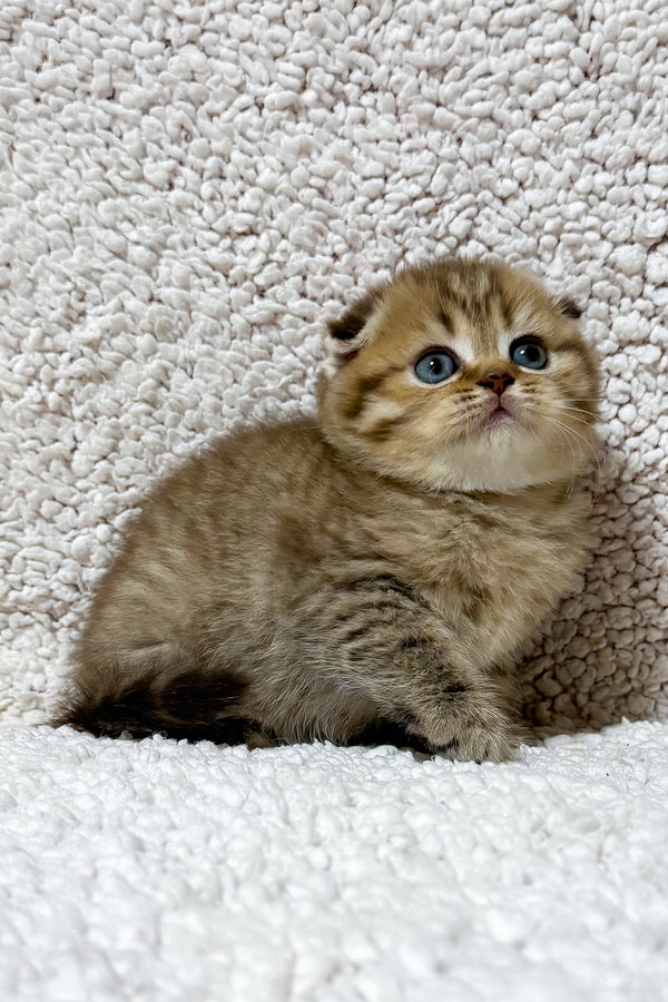 Samanta | Scottish Fold Kitten